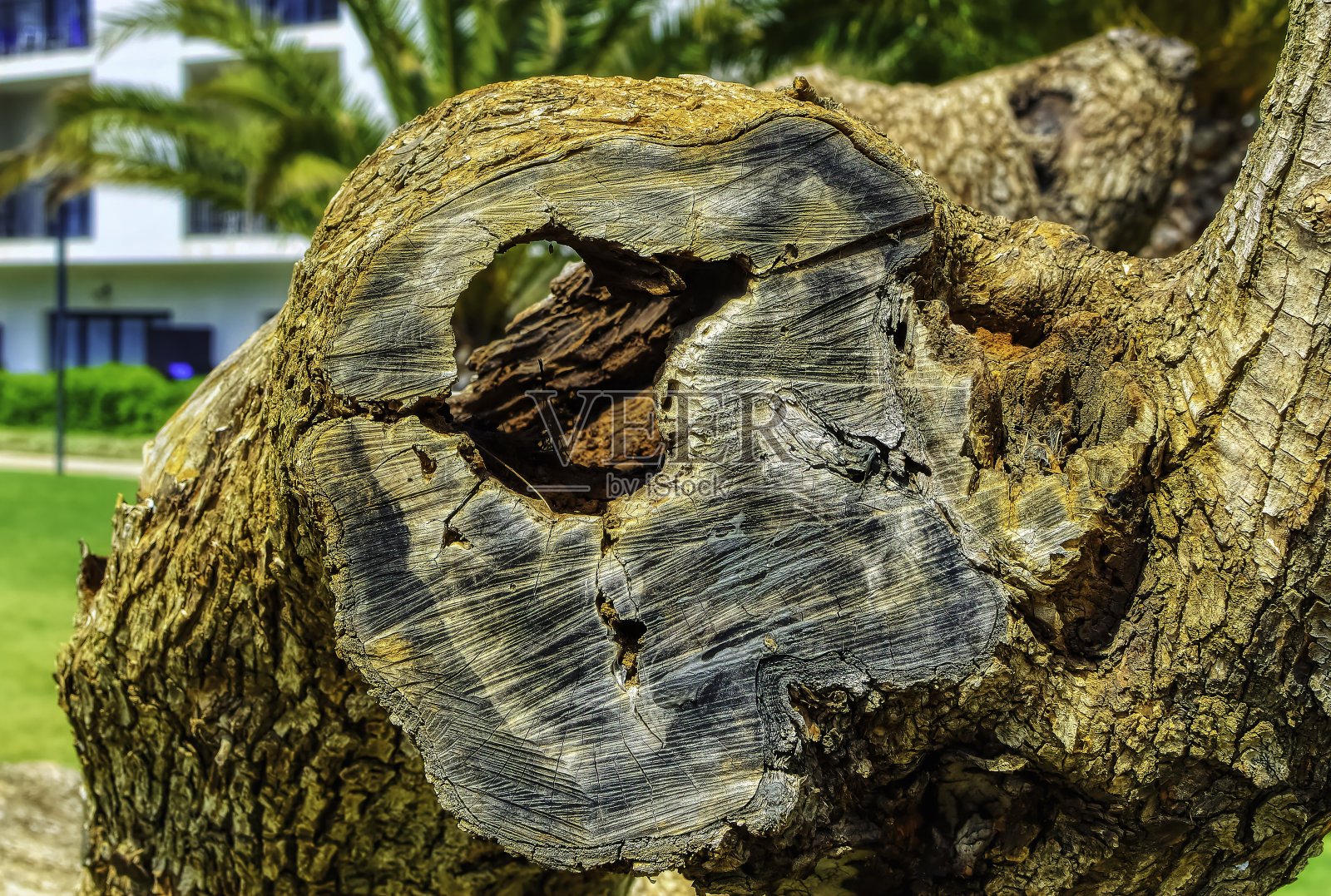 橄榄树用作装饰植物的内部树干纹理。照片摄影图片