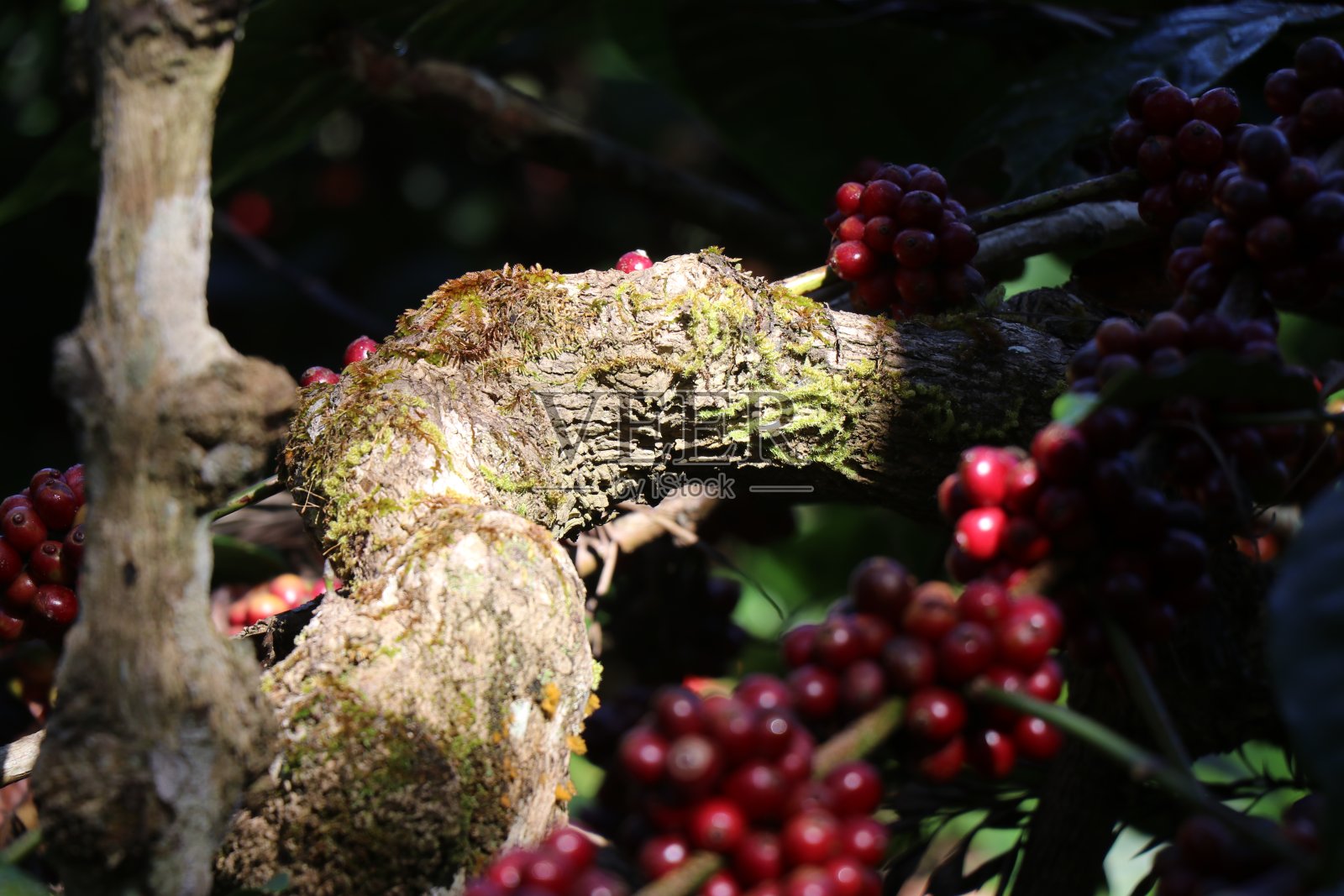 特写罗布斯塔咖啡植物茎部暴露在自然阳光下，成熟的咖啡豆在背景上照片摄影图片