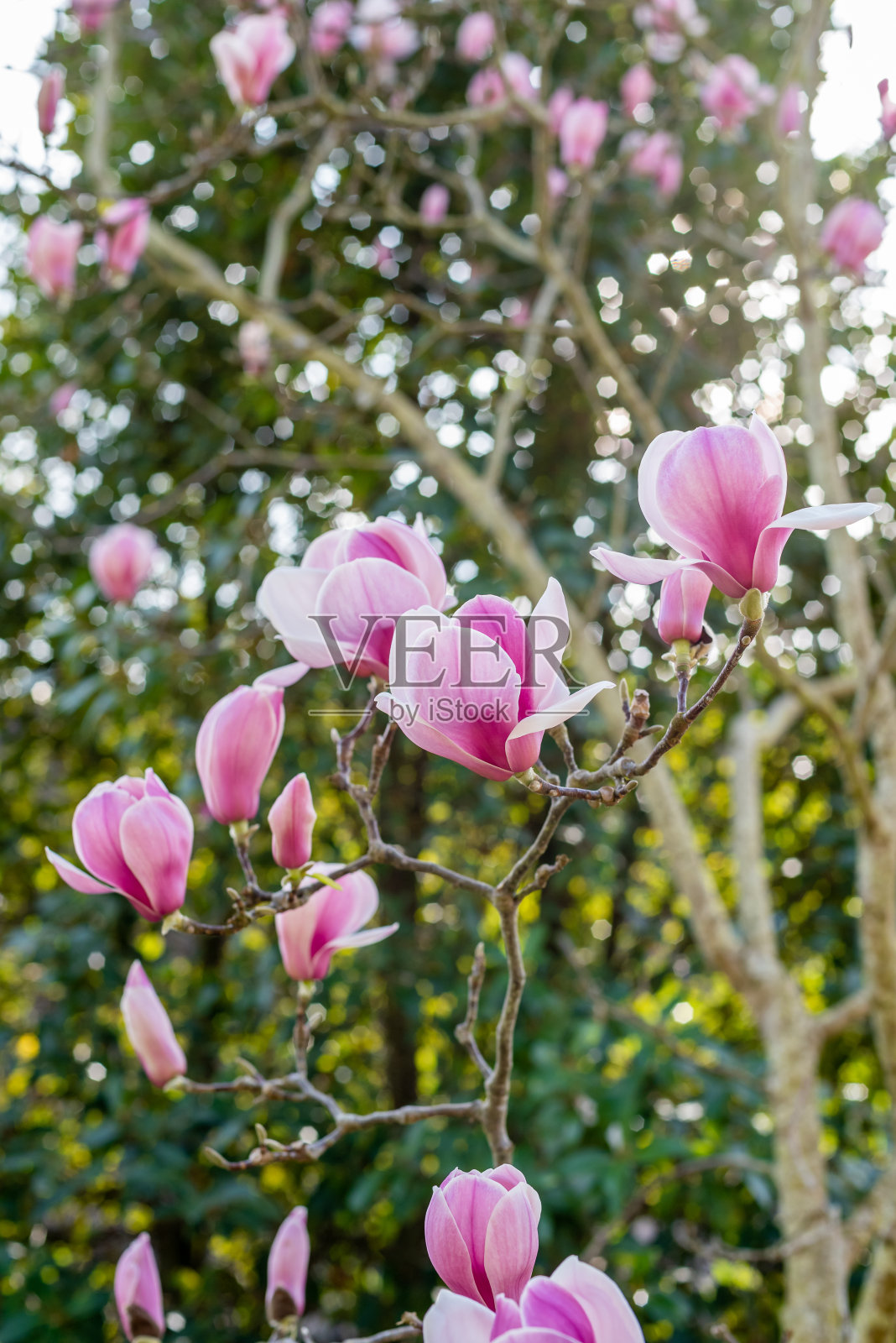 木兰枝在花园里照片摄影图片