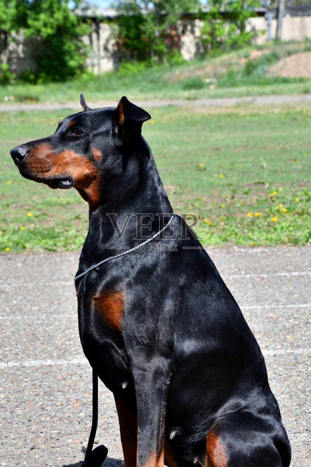 杜宾犬品种的狗照片摄影图片