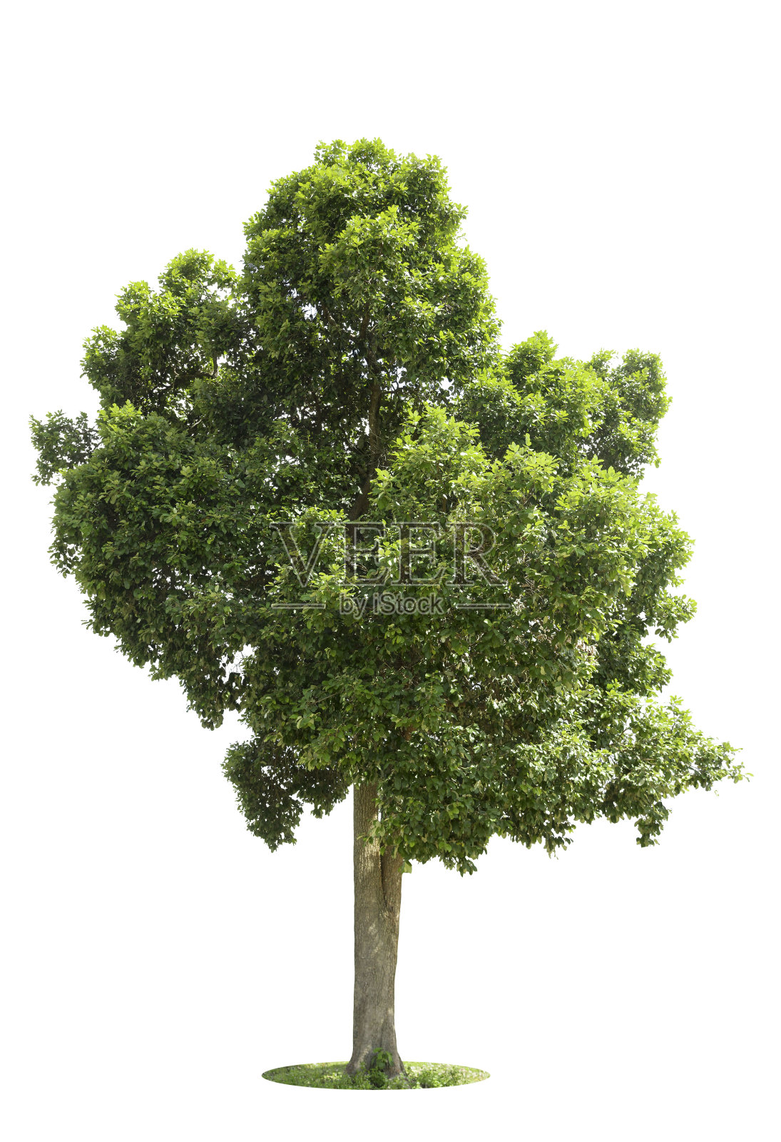 树，孤立的树在白色背景照片摄影图片