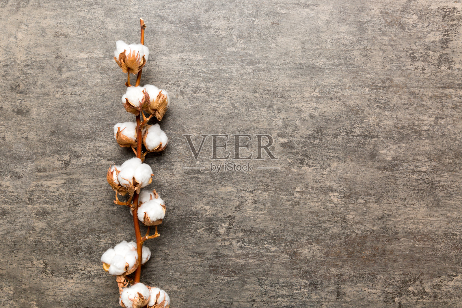 秋天的花组成。干燥的白色蓬松的棉花花枝上彩色桌子与复制空间的顶视图照片摄影图片