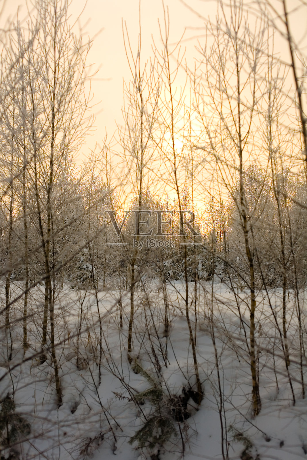 新生的落叶树映着清晨的天空。照片摄影图片