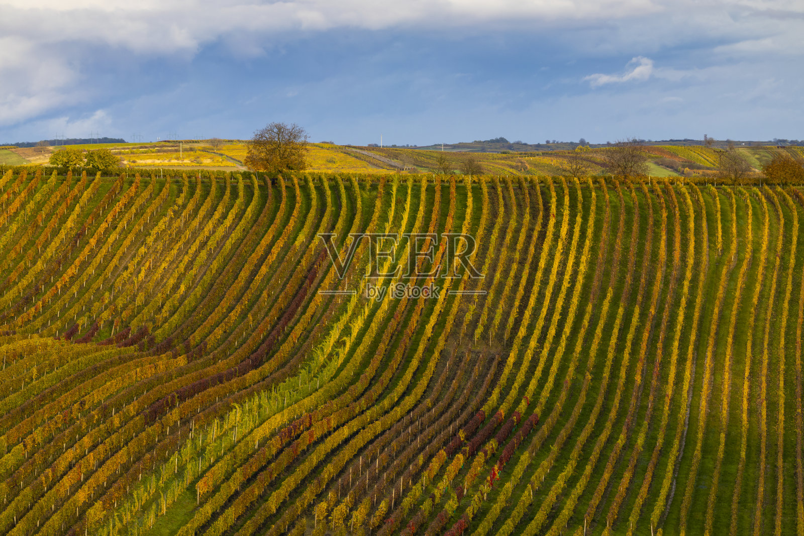 捷克共和国摩拉维亚南部Cejkovice附近的秋季葡萄园照片摄影图片