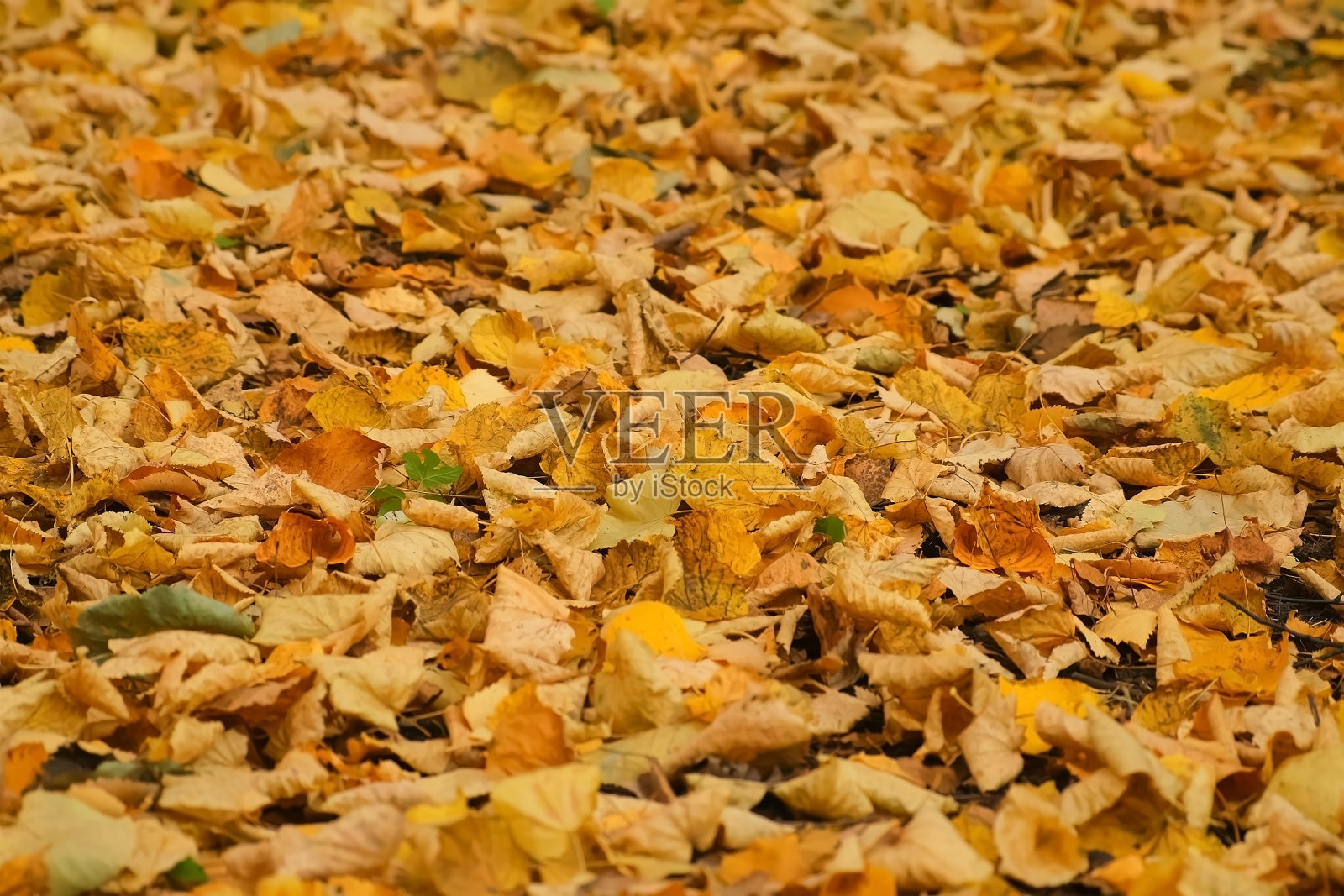 秋天的城市公园以黄叶覆盖地面，特写。照片摄影图片