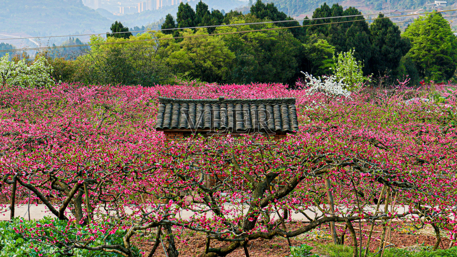 春天的时候，在桃花盛开的田野里搭建了一个瓦房照片摄影图片