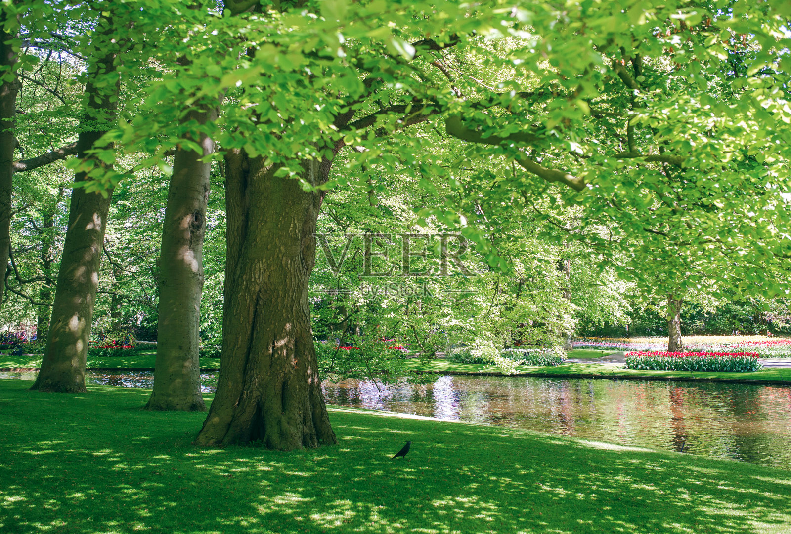美丽而宁静的风景，绿树倒映在湖中照片摄影图片