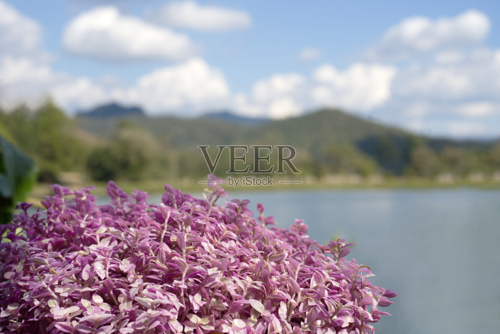 对前景中的紫色树进行选择性聚焦，背景是泰国的河流、山脉、蓝天和云朵。照片摄影图片