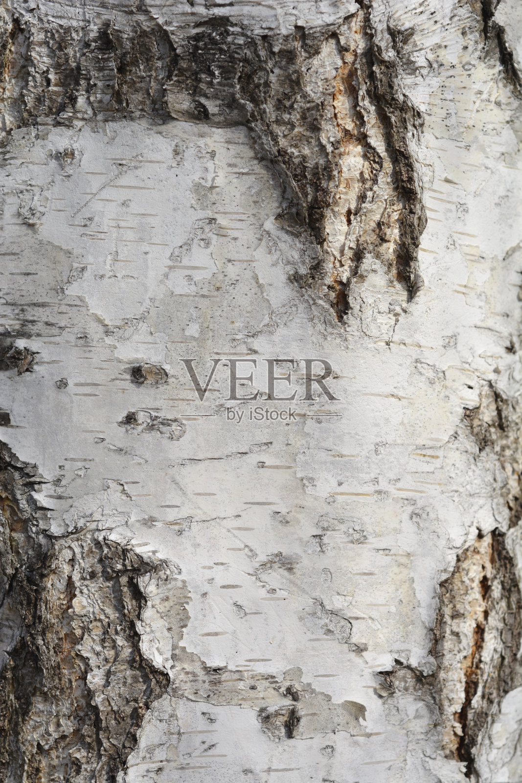 常见的桦树照片摄影图片