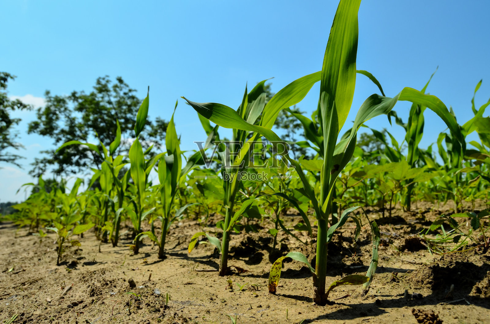 田野上绿色的幼苗照片摄影图片
