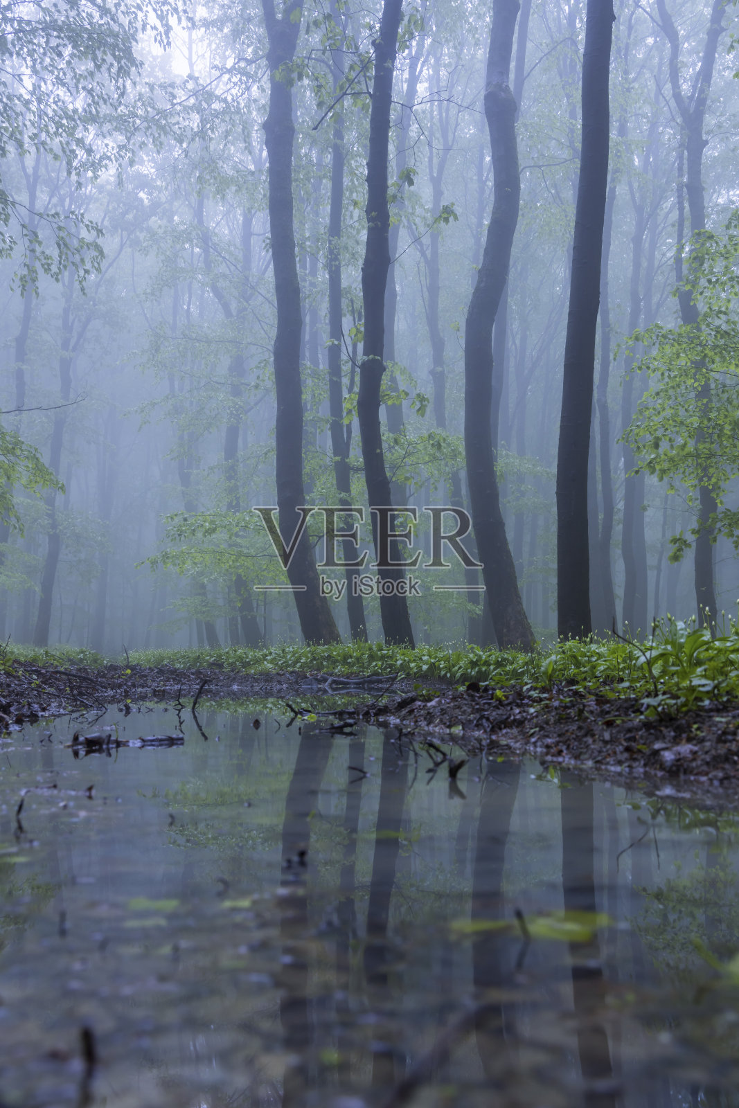 春天的山毛榉林在白色喀尔巴阡山，南摩拉维亚，捷克共和国照片摄影图片