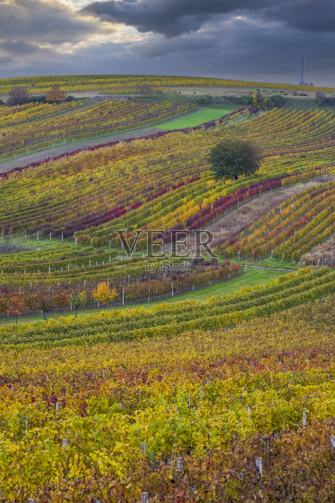 捷克共和国摩拉维亚南部Cejkovice附近的秋季葡萄园照片摄影图片