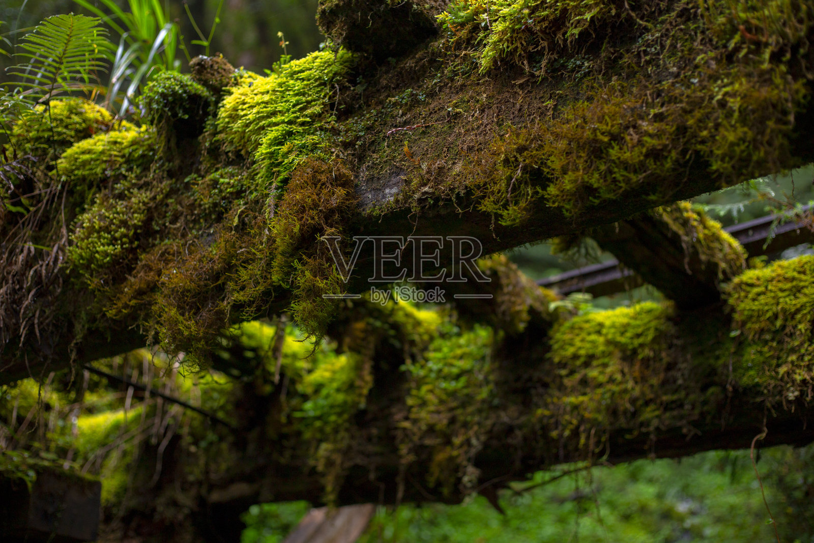 台湾宜兰县太平山、建清老路驰名中外，旅游胜地照片摄影图片