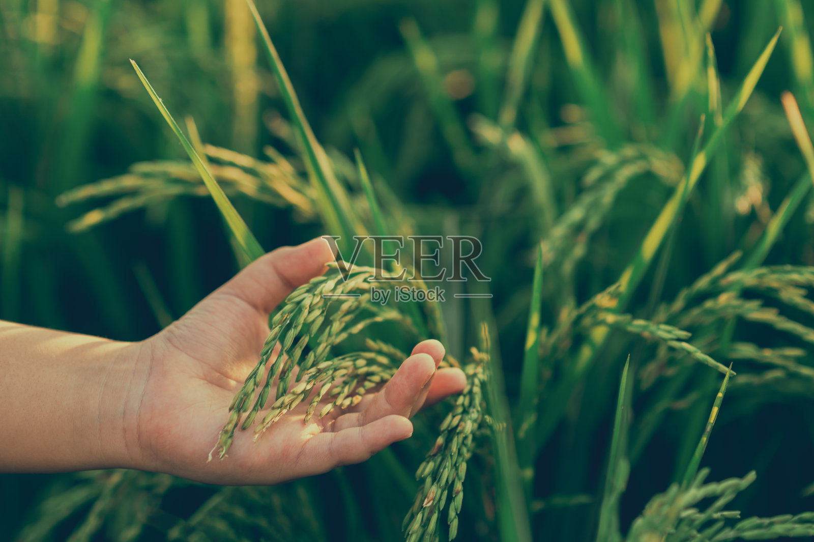 婴儿的手和金黄色的大米在散景背景的特写照片摄影图片