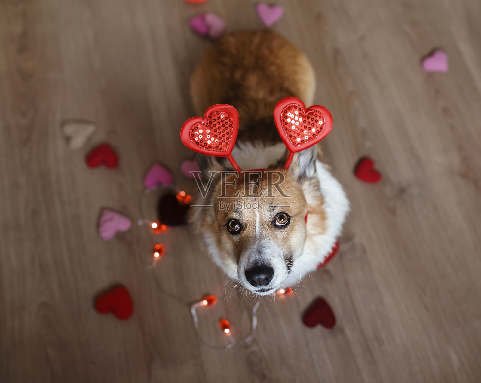 可爱的彭布罗克柯基犬小狗被红色和粉色的心形和情人节礼物包围着照片摄影图片