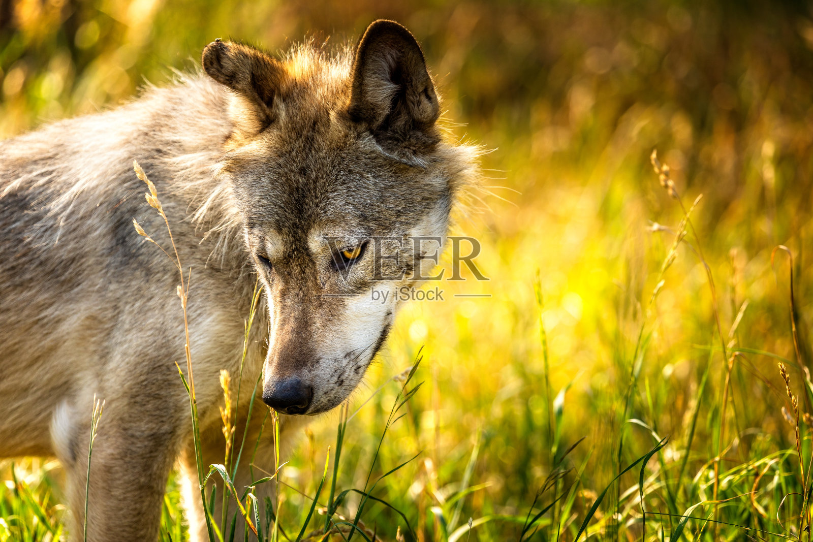夏天草地上可爱的小狼照片摄影图片