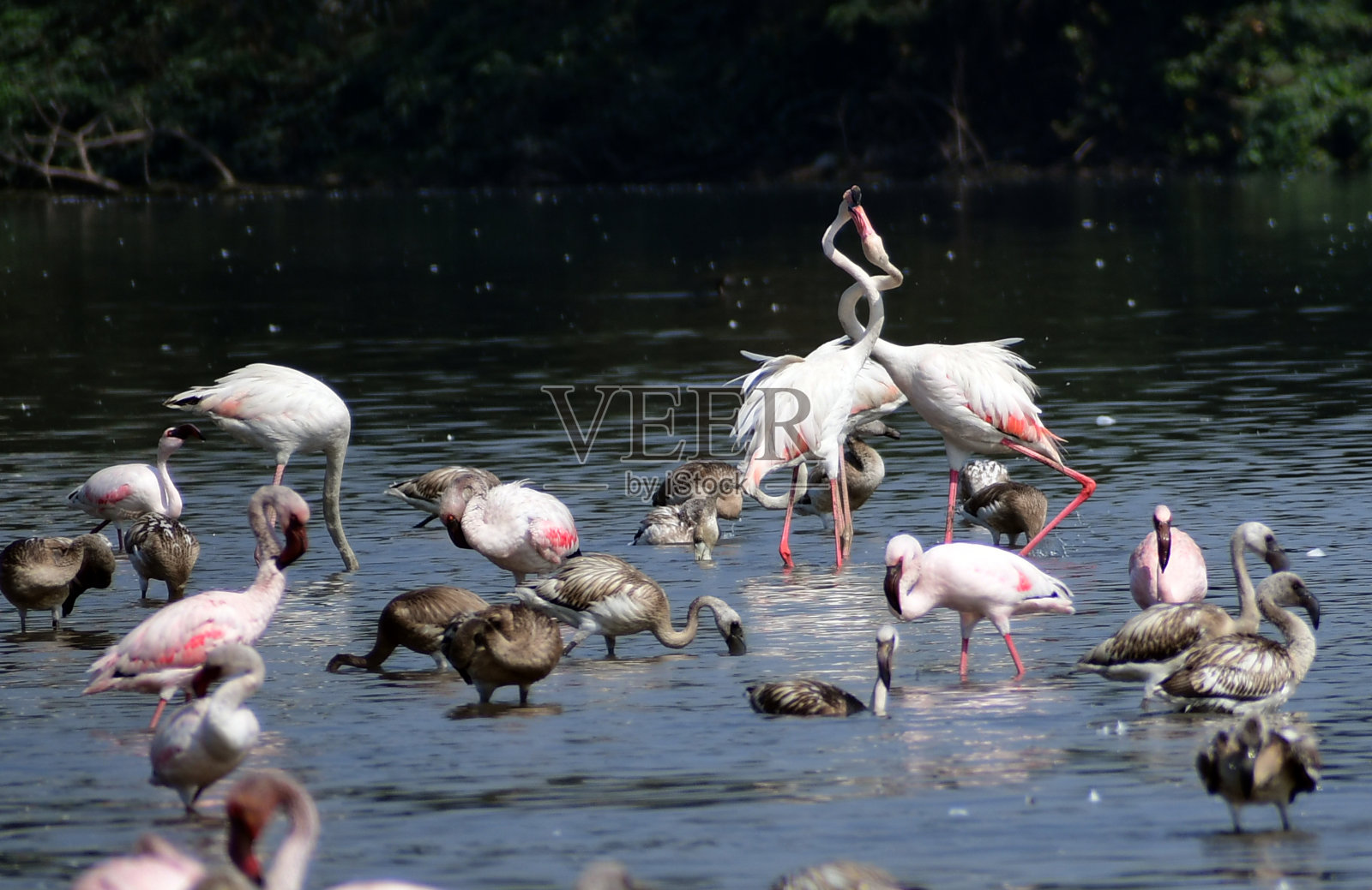 冬季游客火烈鸟成群结队地来到新孟买的湿地。照片摄影图片
