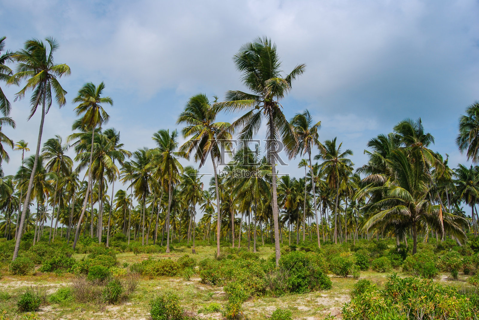 棕榈林，桑给巴尔，坦桑尼亚。桑给巴尔岛的风景。海洋海岸照片摄影图片