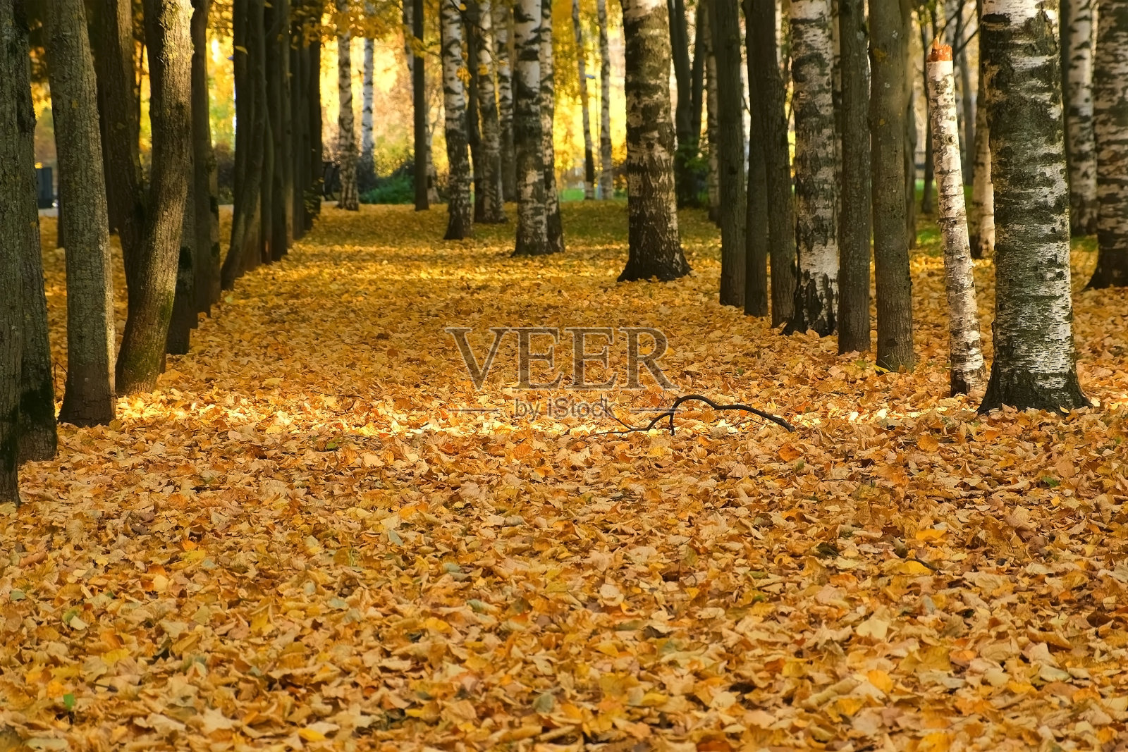 在阳光明媚的日子里，秋天的城市公园里的巷子里铺满了黄叶。照片摄影图片