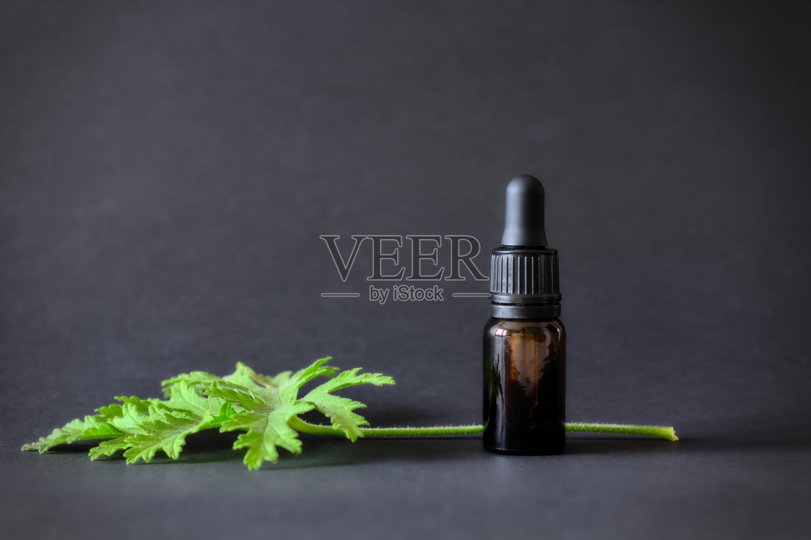 精油在一个棕色的瓶子在黑色的背景，伴随着新鲜的香茅天竺葵叶子(香味天竺葵，天竺葵)。副本的空间。照片摄影图片