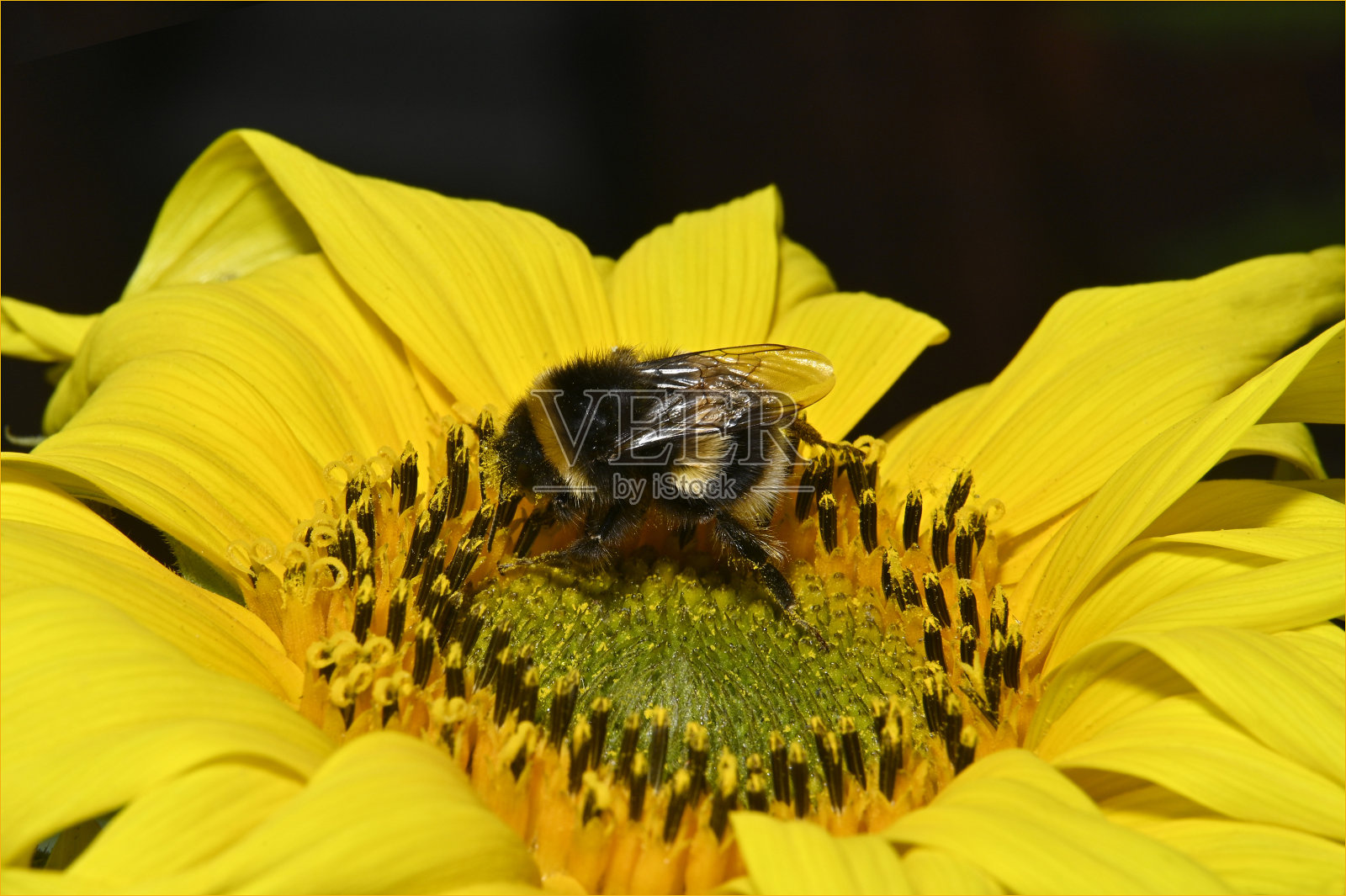 白尾大黄蜂。照片摄影图片