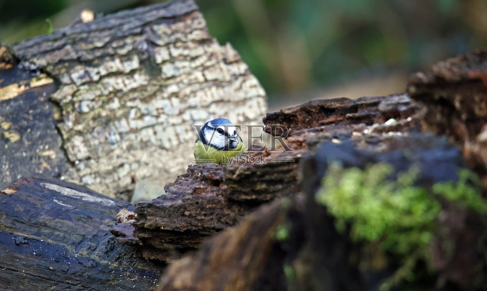 蓝山雀在树林里觅食照片摄影图片