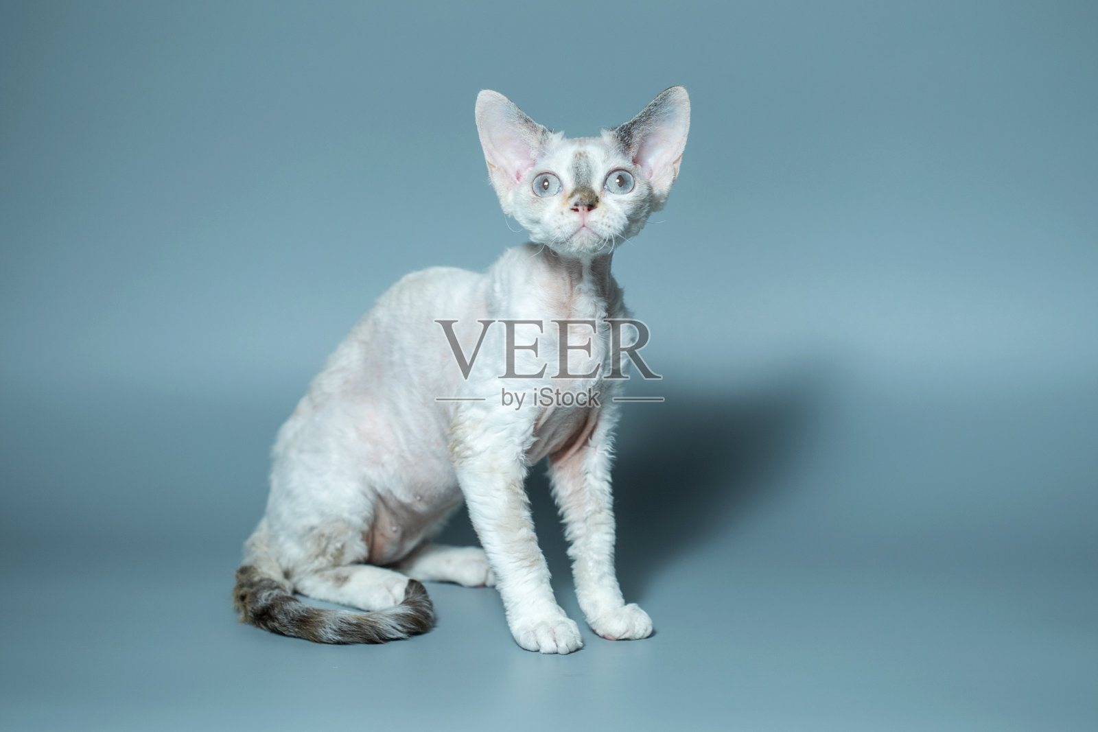 有趣的德文雷克斯猫品种坐在蓝色的背景上照片摄影图片