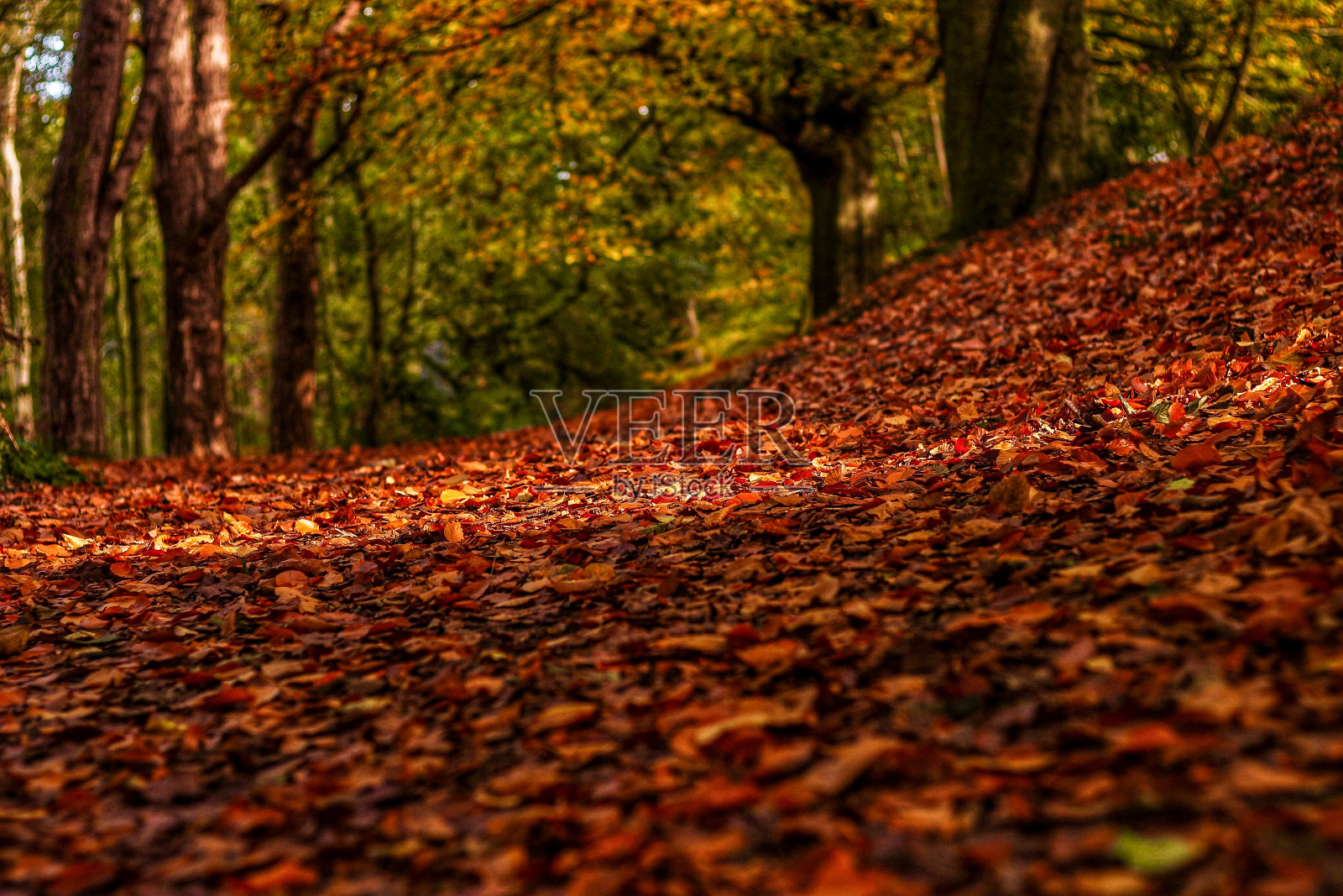以树木为背景的覆盖森林地面的秋叶照片摄影图片