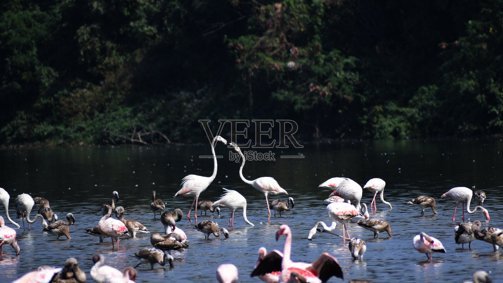 冬季游客火烈鸟成群结队地来到新孟买的湿地。照片摄影图片