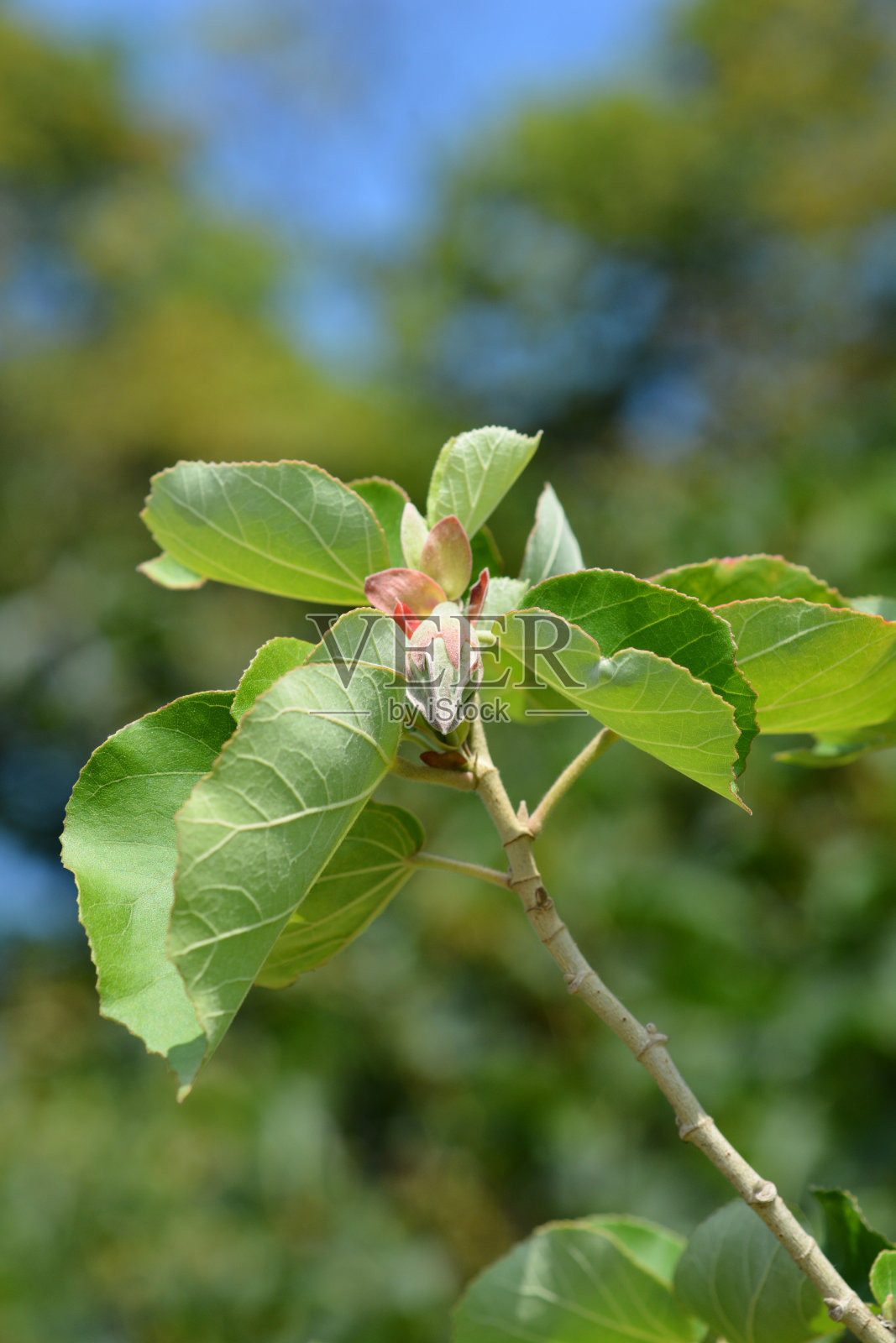 黄芙蓉照片摄影图片