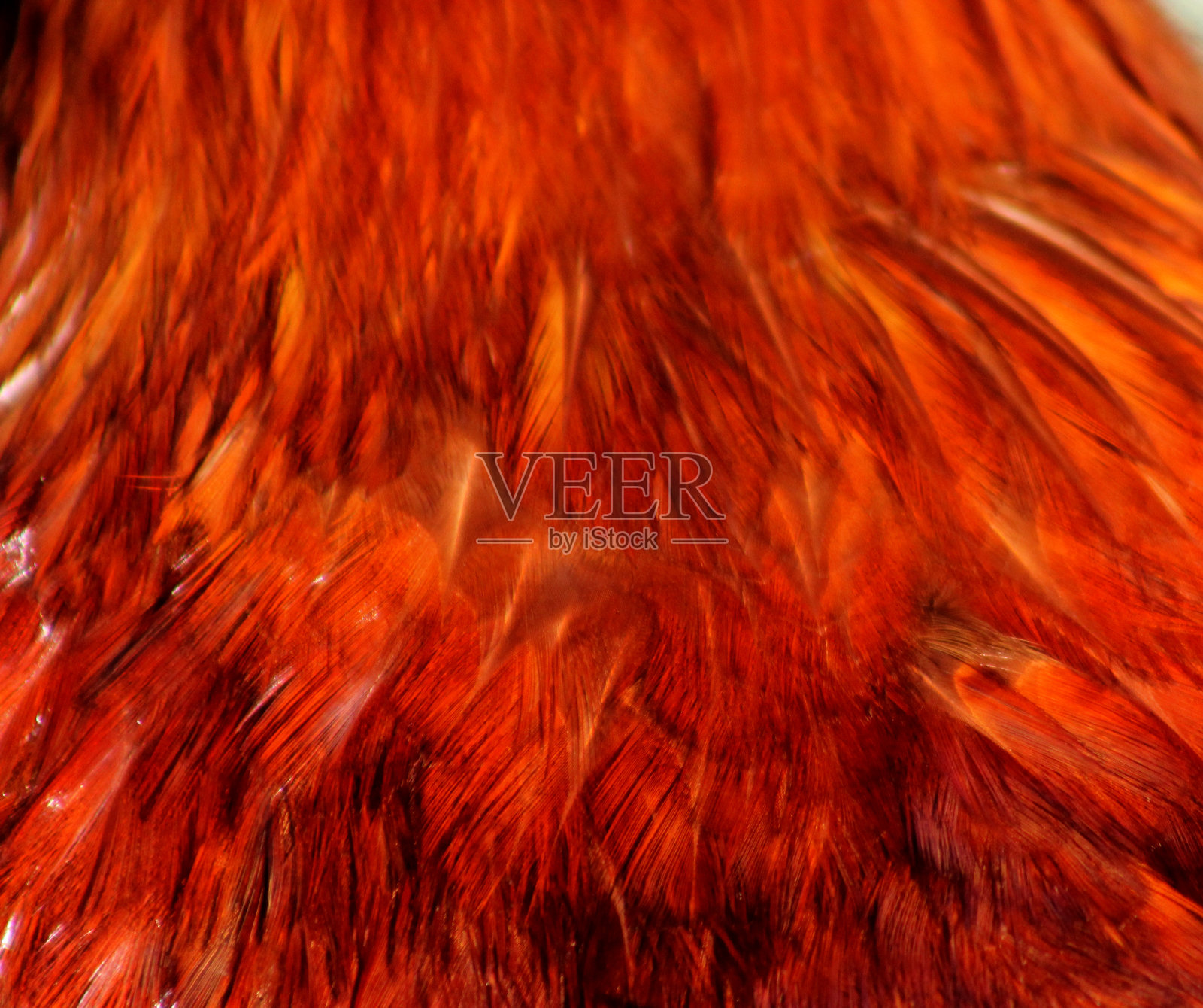 纹理照片摄影图片