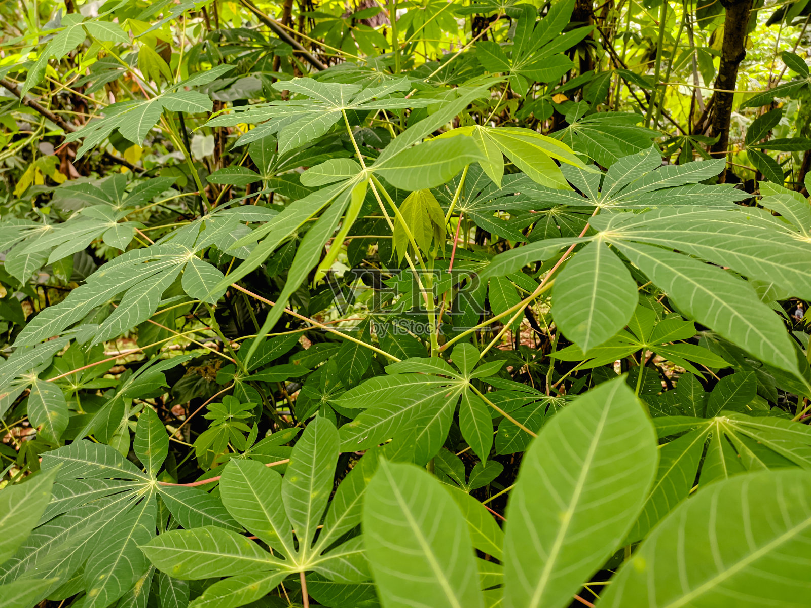 木薯或木薯照片摄影图片