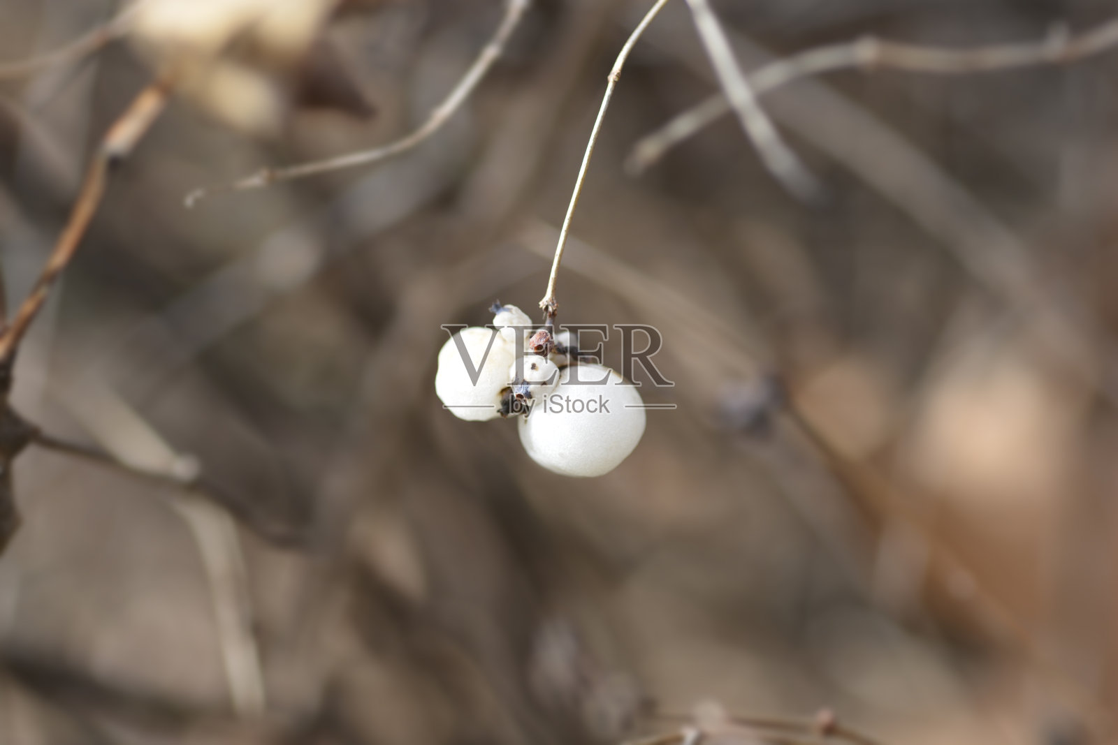 常见的白浆果照片摄影图片