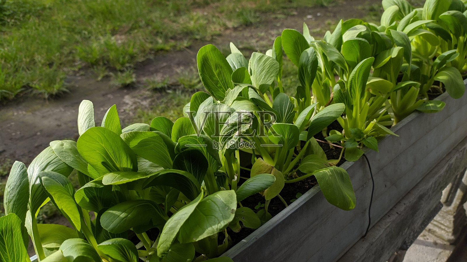 长锅蔬菜生菜照片摄影图片