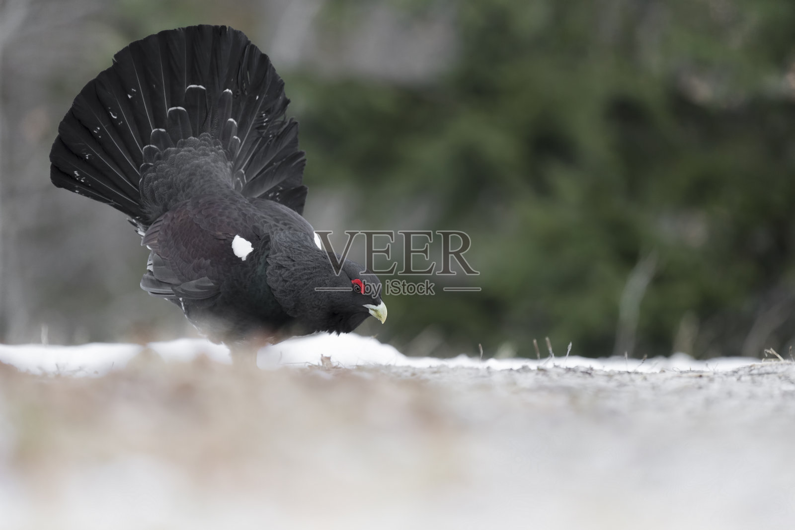 在地面上觅食的雄性西刺山猫(四尾鸡)照片摄影图片