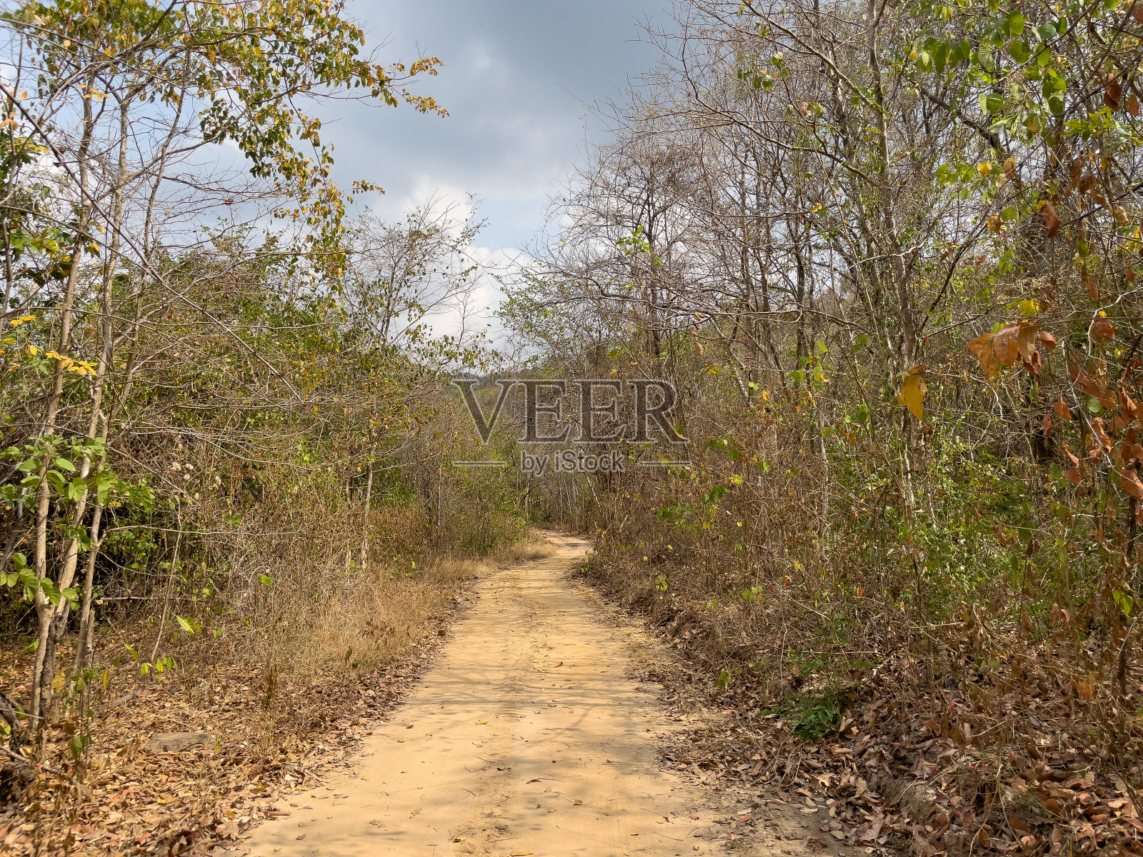 森林之旅的砾石路。照片摄影图片