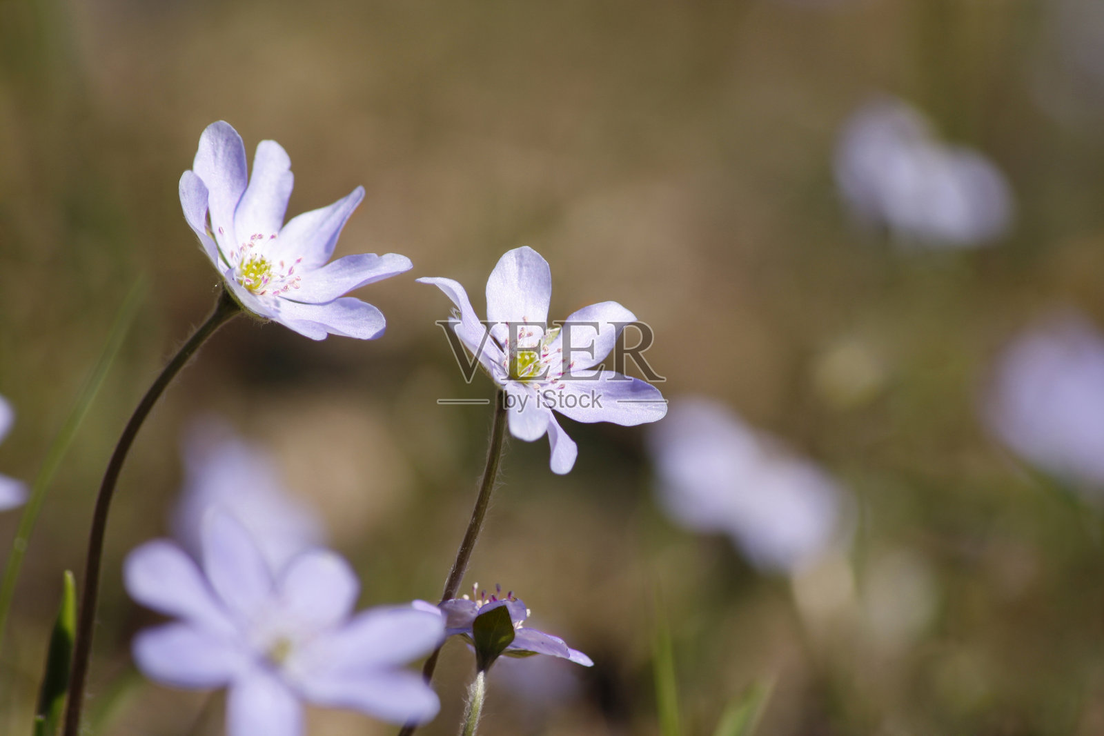 精致的春天的花朵照片摄影图片