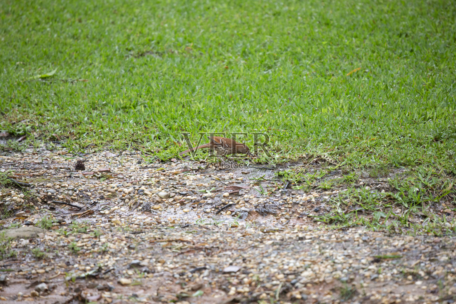 布朗脱粒机觅食照片摄影图片