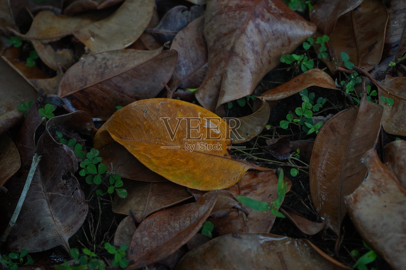 干但湿照片摄影图片