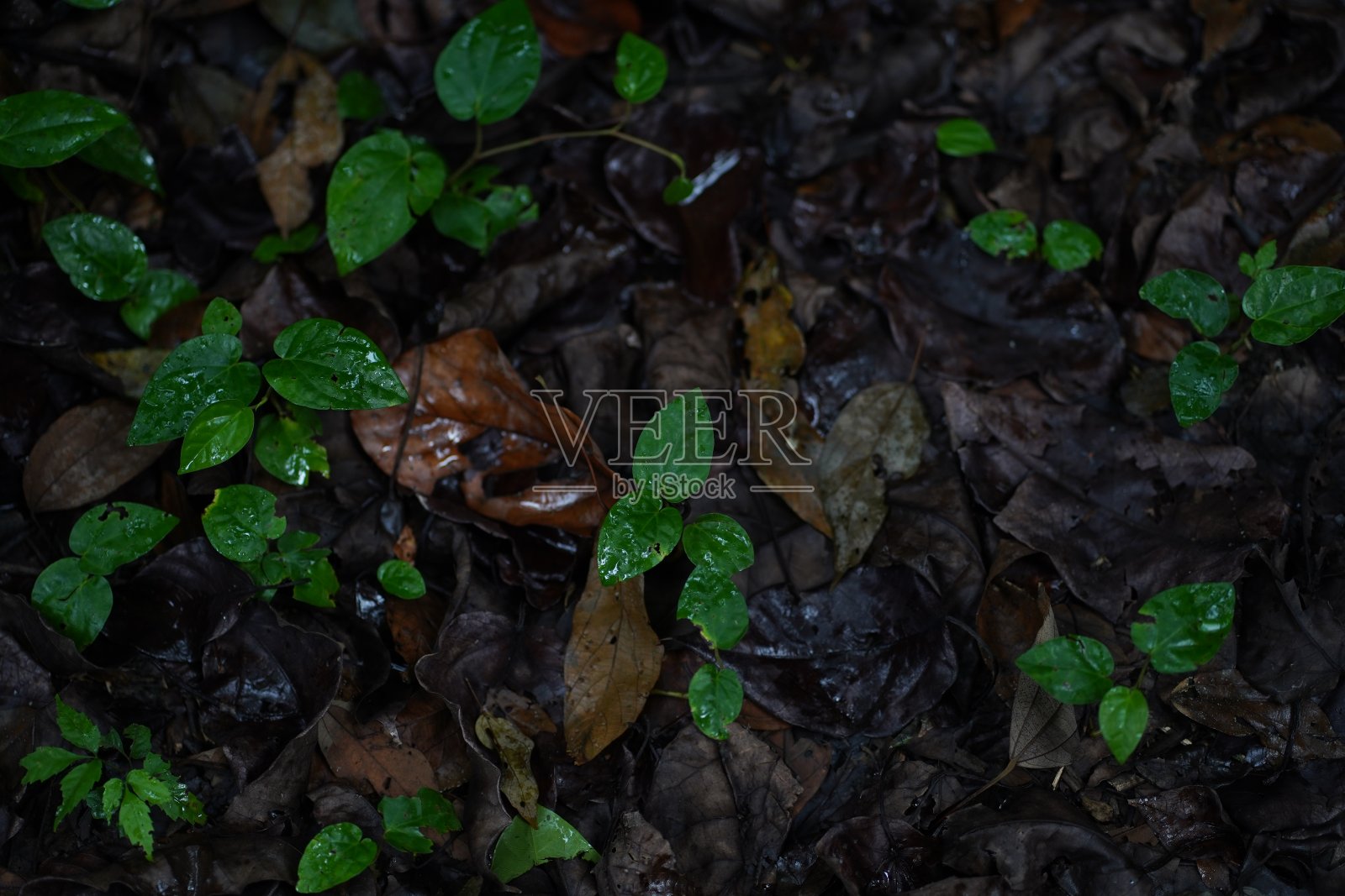 森林地面照片摄影图片