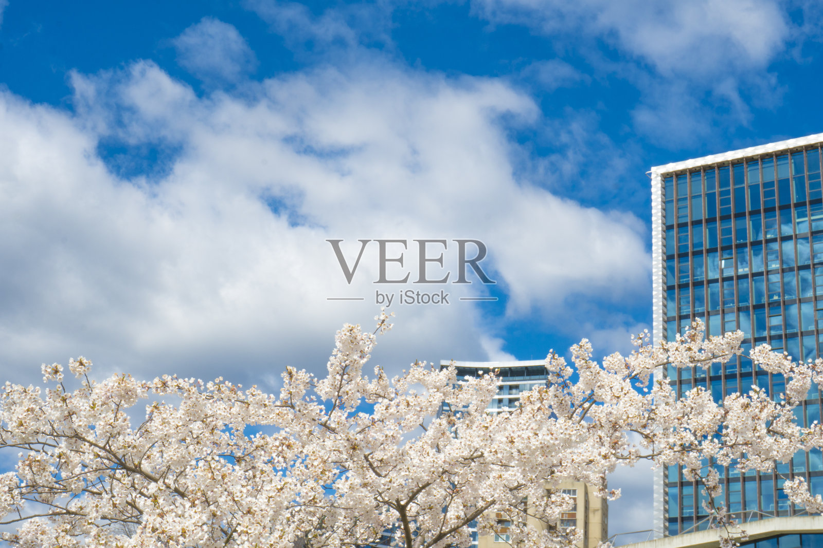 美丽的樱花盛开在维尔纽斯市。樱花盛开，摩天大楼林立。日本的樱花。照片摄影图片