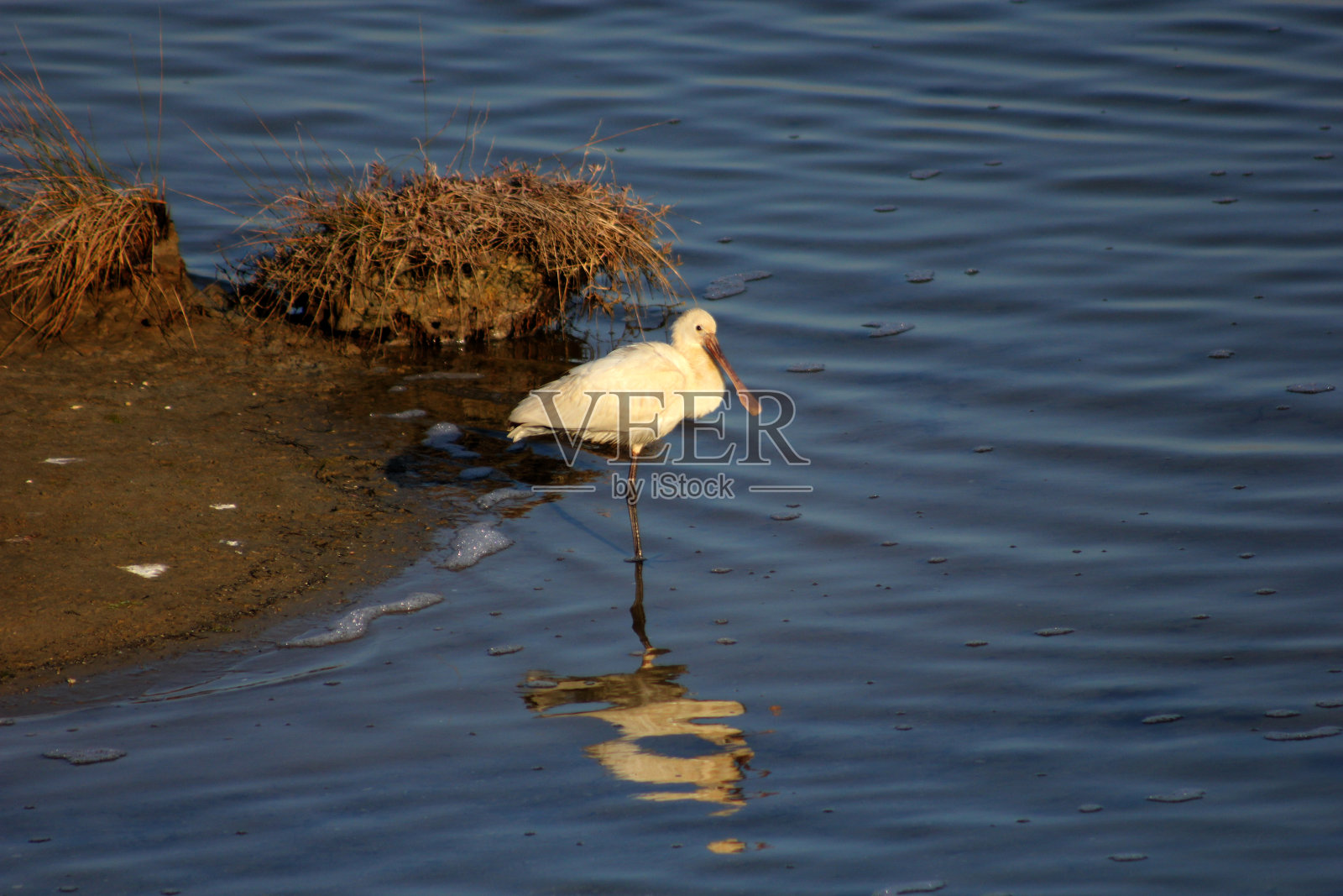 篦鹭照片摄影图片