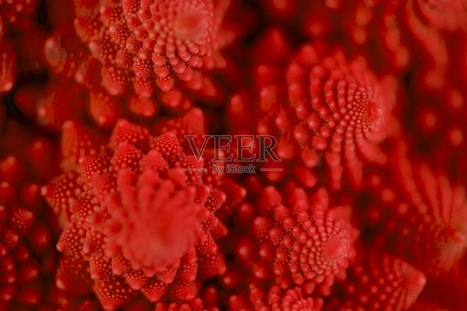 红色罗马的特写镜头照片摄影图片