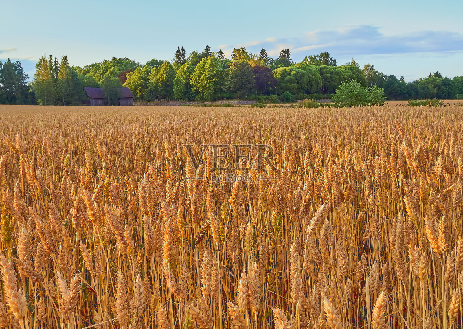 欧洲的面包田。照片摄影图片