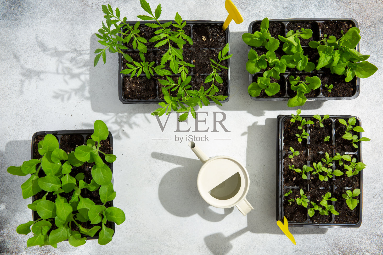 幼苗在塑料罐里发芽。混凝土背景上的紫菀、矮牵牛花和万寿菊种苗。园艺概念,春天。顶视图,flatlay。照片摄影图片