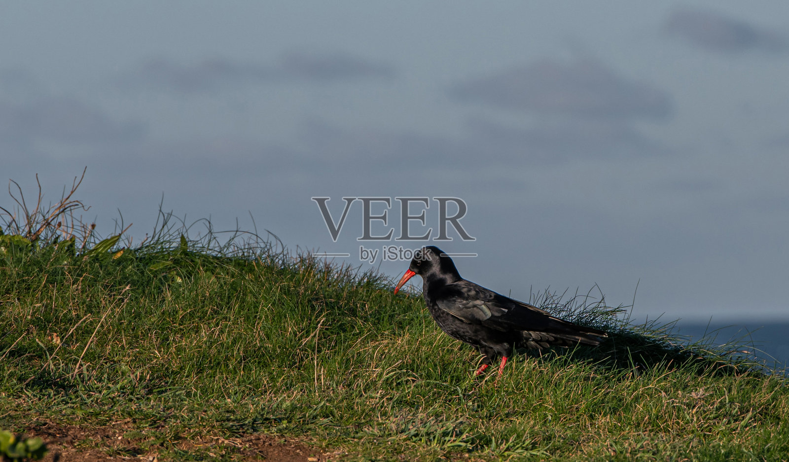 康沃尔郡的红嘴山鸦照片摄影图片