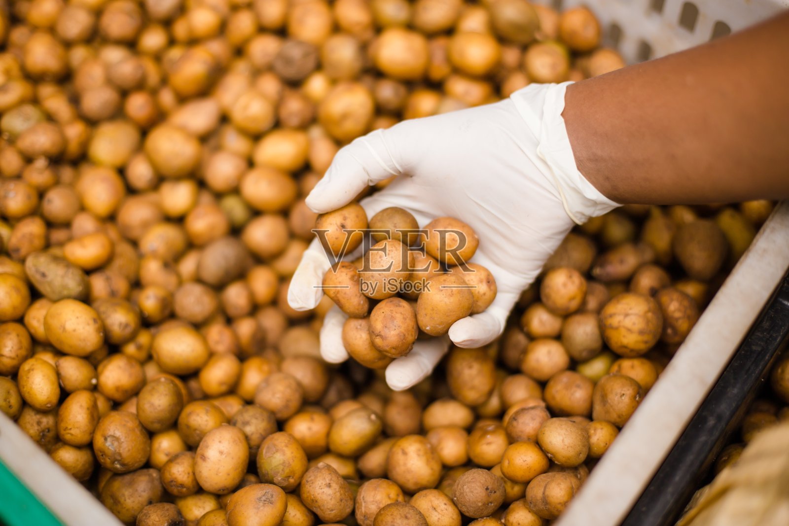 小土豆照片摄影图片