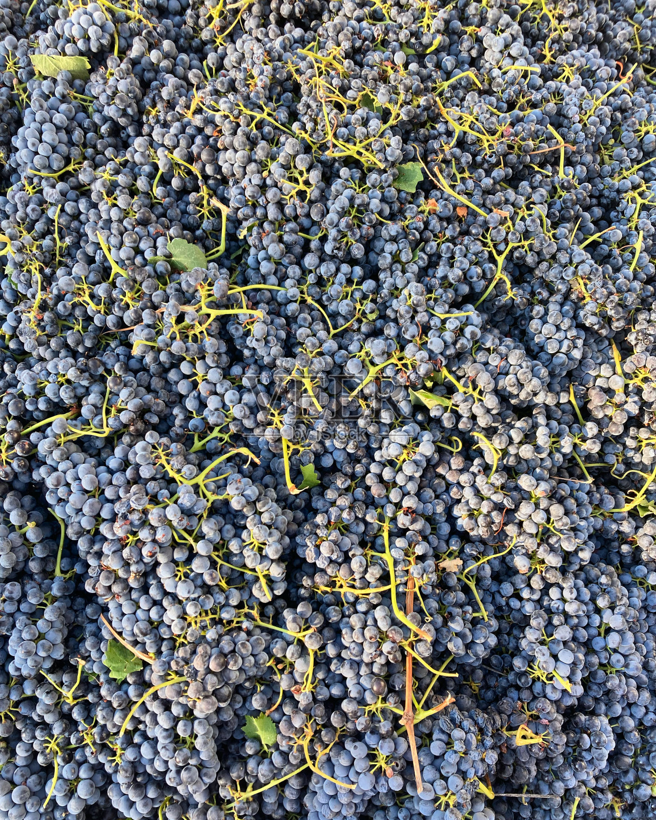 葡萄收获照片摄影图片