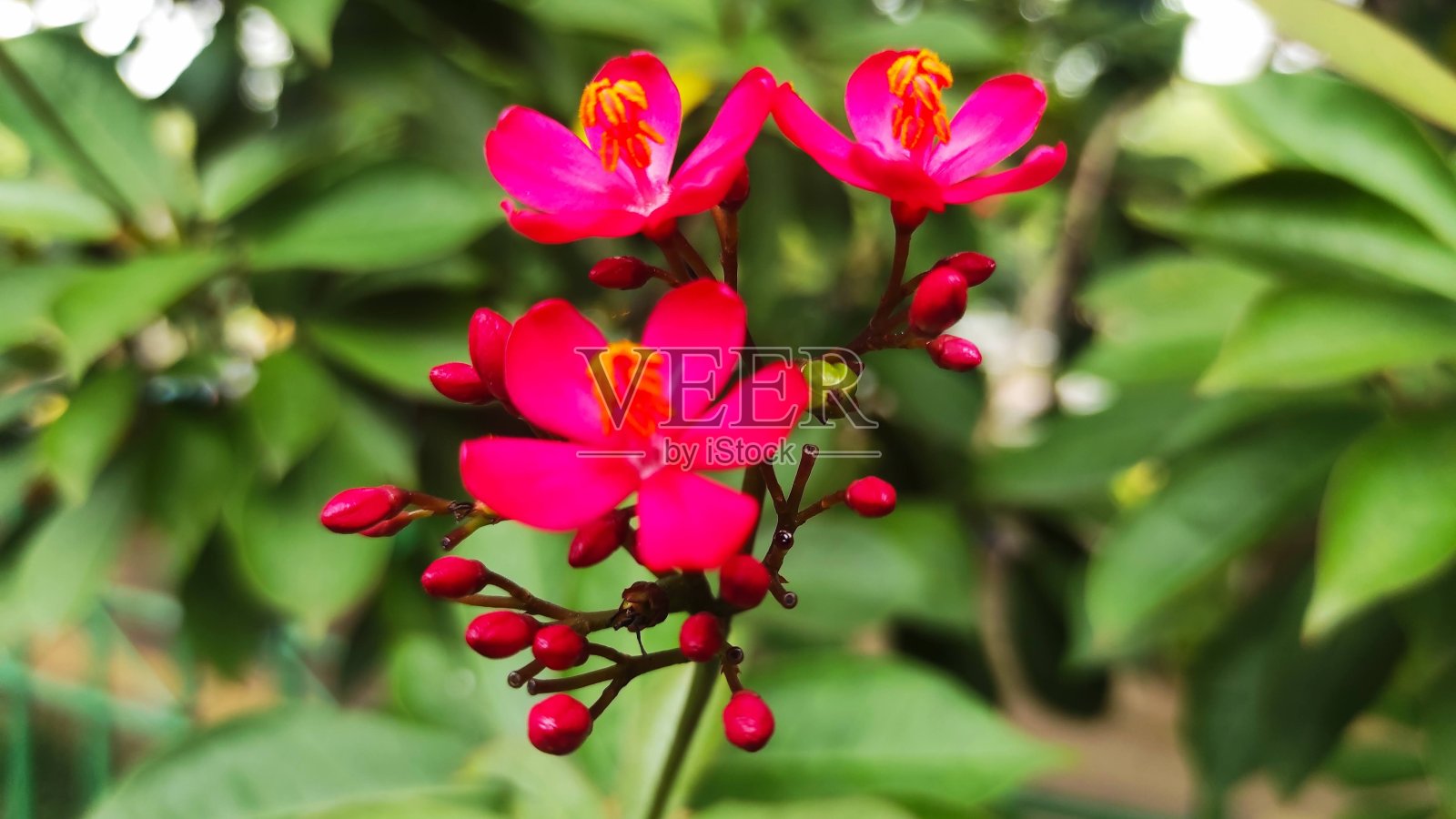 粉红色的花照片摄影图片