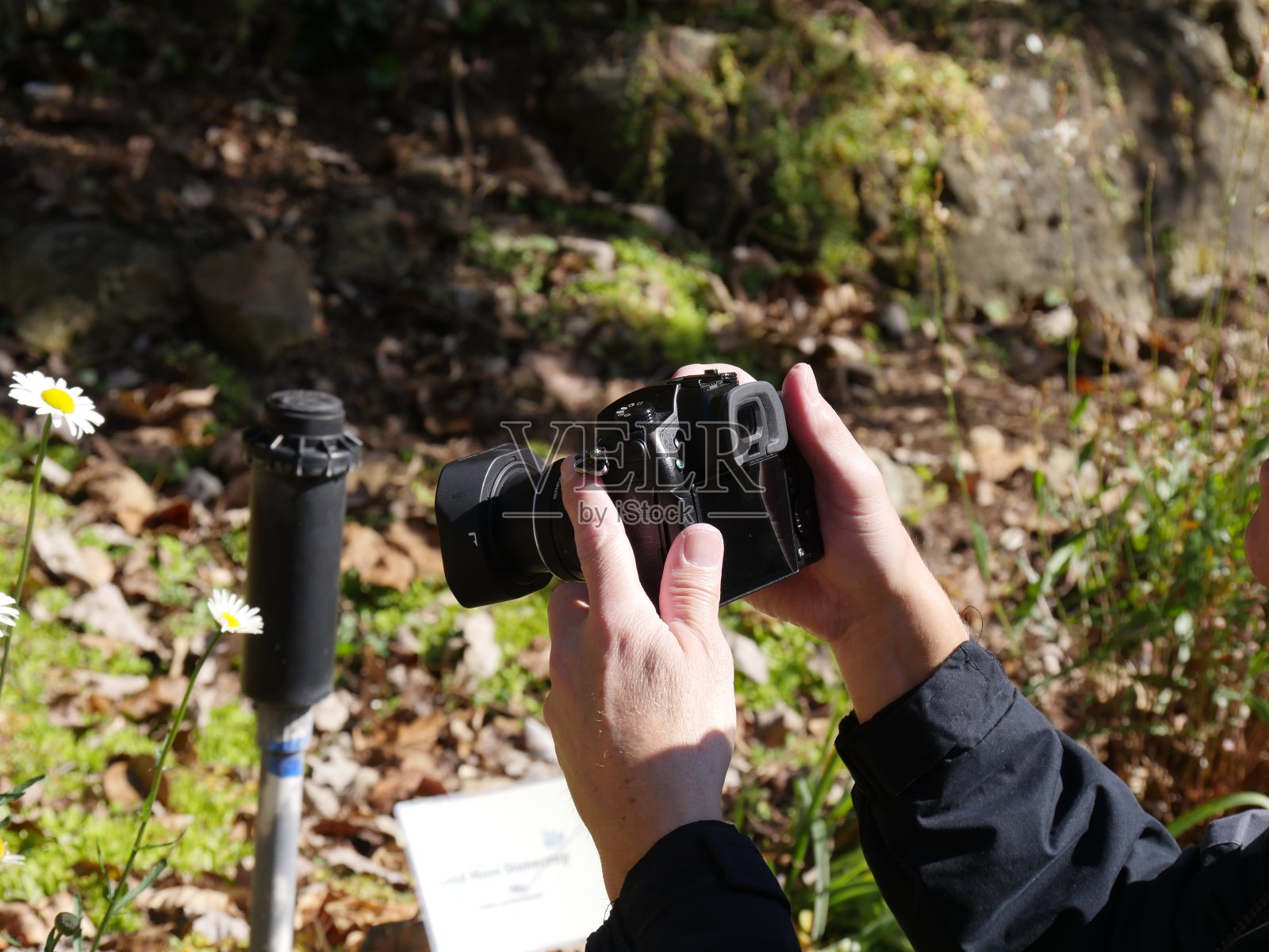 男子的手在拍摄白色牛眼雏菊花的特写照片照片摄影图片